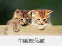 丰泽区松盛信息技术服务部