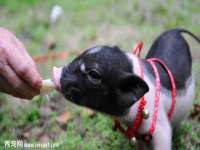 丰泽区松盛信息技术服务部